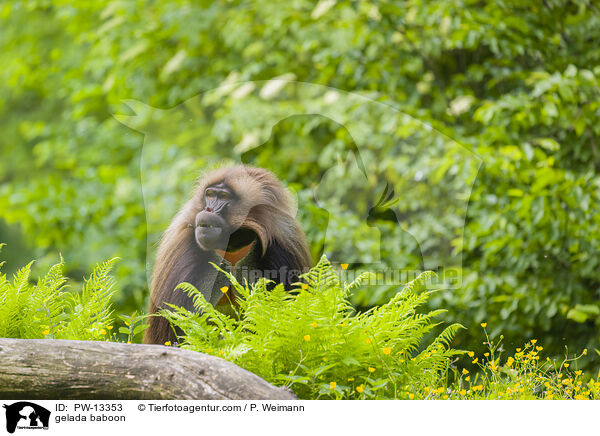 Blutbrustpavian / gelada baboon / PW-13353