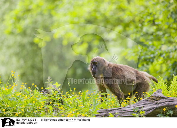 gelada baboon / PW-13354