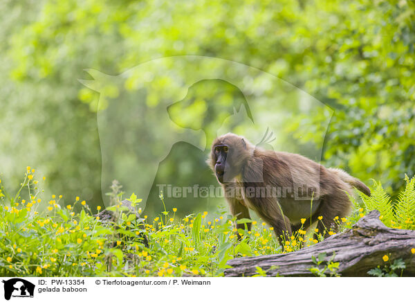 Blutbrustpavian / gelada baboon / PW-13354