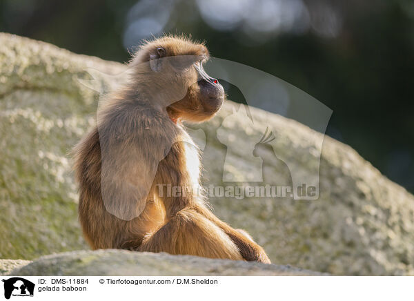 Blutbrustpavian / gelada baboon / DMS-11884