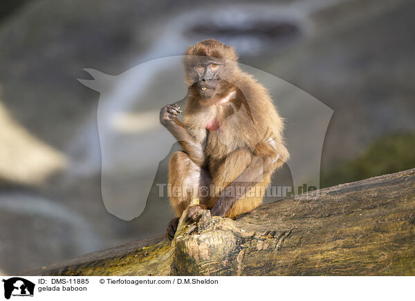 Blutbrustpavian / gelada baboon / DMS-11885
