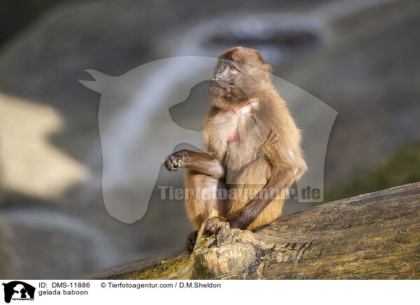 Blutbrustpavian / gelada baboon / DMS-11886