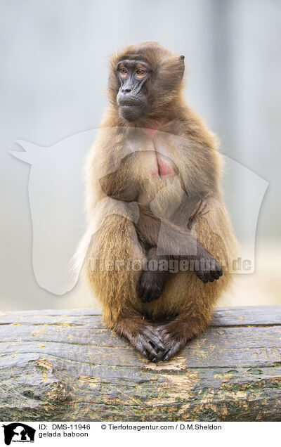 Blutbrustpavian / gelada baboon / DMS-11946