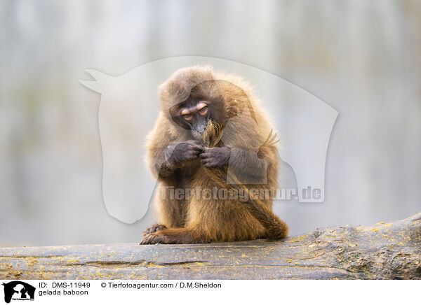 Blutbrustpavian / gelada baboon / DMS-11949