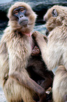 gelada baboons