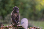 young bleeding-heart monkey