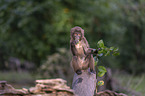 young bleeding-heart monkey