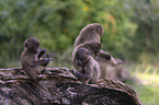 young bleeding-heart monkeys