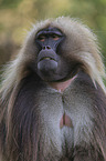 male bleeding-heart monkey