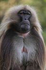 male bleeding-heart monkey