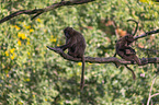 young bleeding-heart monkeys