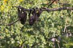 young bleeding-heart monkeys