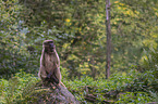 female bleeding-heart monkey