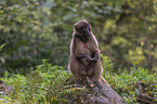 female bleeding-heart monkey