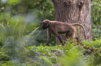 female bleeding-heart monkey