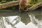 female bleeding-heart monkey