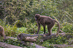 female bleeding-heart monkey