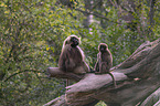 bleeding-heart monkey pair