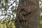 young bleeding-heart monkey