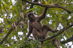 female bleeding-heart monkey