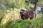 male bleeding-heart monkey