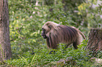 male bleeding-heart monkey