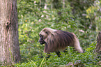 male bleeding-heart monkey