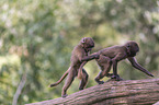 young bleeding-heart monkeys