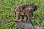 bleeding-heart monkey mother with baby