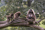young bleeding-heart monkeys