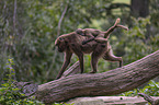 bleeding-heart monkey mother with baby