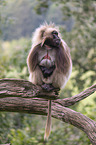 male bleeding-heart monkey