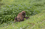 bleeding-heart monkey mother with baby