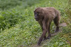 female bleeding-heart monkey