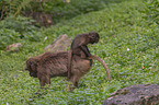 bleeding-heart monkey mother with baby