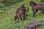 young bleeding-heart monkeys