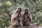 bleeding-heart monkeys