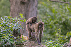 bleeding-heart monkey mother with baby