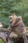 male bleeding-heart monkey