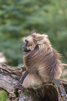 male bleeding-heart monkey