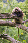 gelada baboon