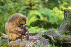 gelada baboons