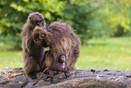 gelada baboons