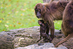 gelada baboons