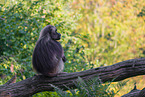 gelada baboon