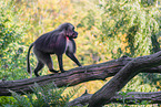 gelada baboon