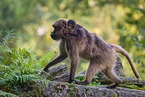 gelada baboons