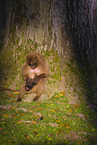 gelada baboons