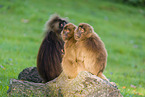 gelada baboons