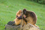 gelada baboons